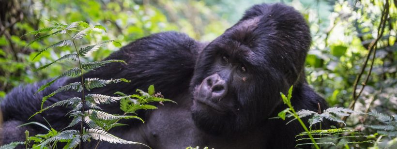 4 Days Uganda Gorilla Trekking And Wildlife Tour In Lake Mburo National Park
