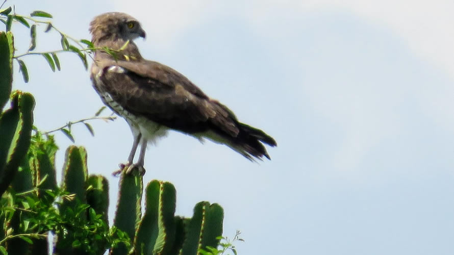 Hawks, kites and eagles in Uganda