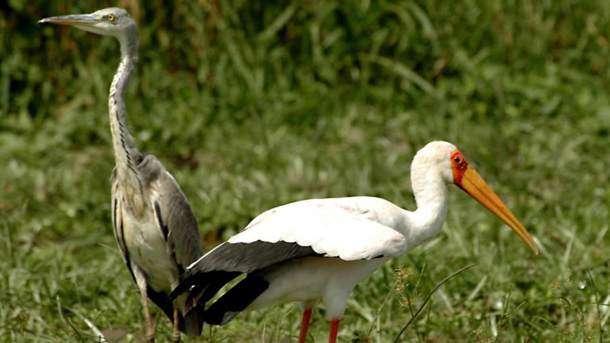 Storks in Uganda, 15 days birding tour in Uganda