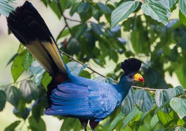 Birding vacation packages in Uganda: The pearl of Africa boasts an astonishing diversity of bird species, making it a true haven for birdwatching lovers