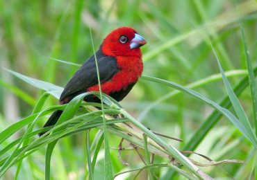Birdwatching tours in Uganda: the country's varied habitats attract a remarkable variety of different bird species, including several rare and endemic one