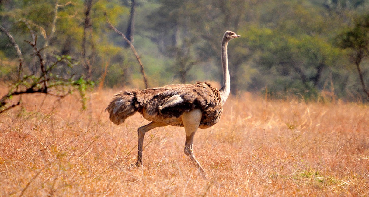 Uganda birding safaris: the country's exceptional birdlife is a product of its unique geographical location and varied habitats and diverse ecosystems