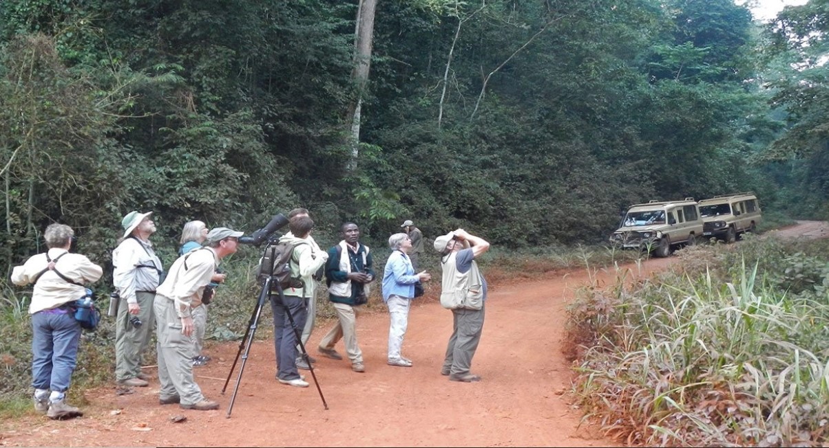 Are you looking for where to go for forest birding tours and safaris in Uganda? Yes, the country boasts a diverse range of habitats and a high number of bird species