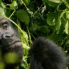 gorilla-uganda.jpg