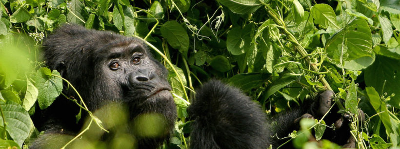 gorilla-uganda.jpg